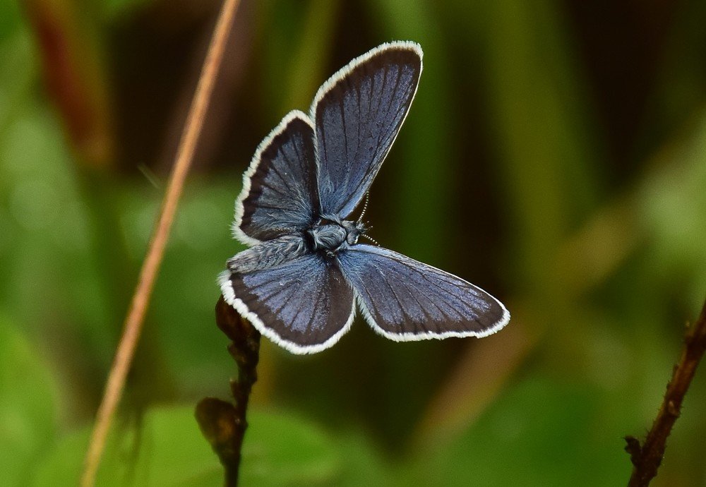 Photograph by Эльвира Быкова