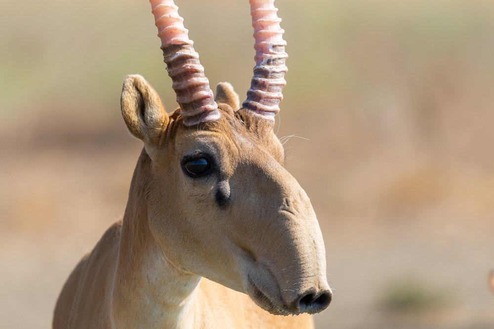 Photograph by Михаил Гнатковский