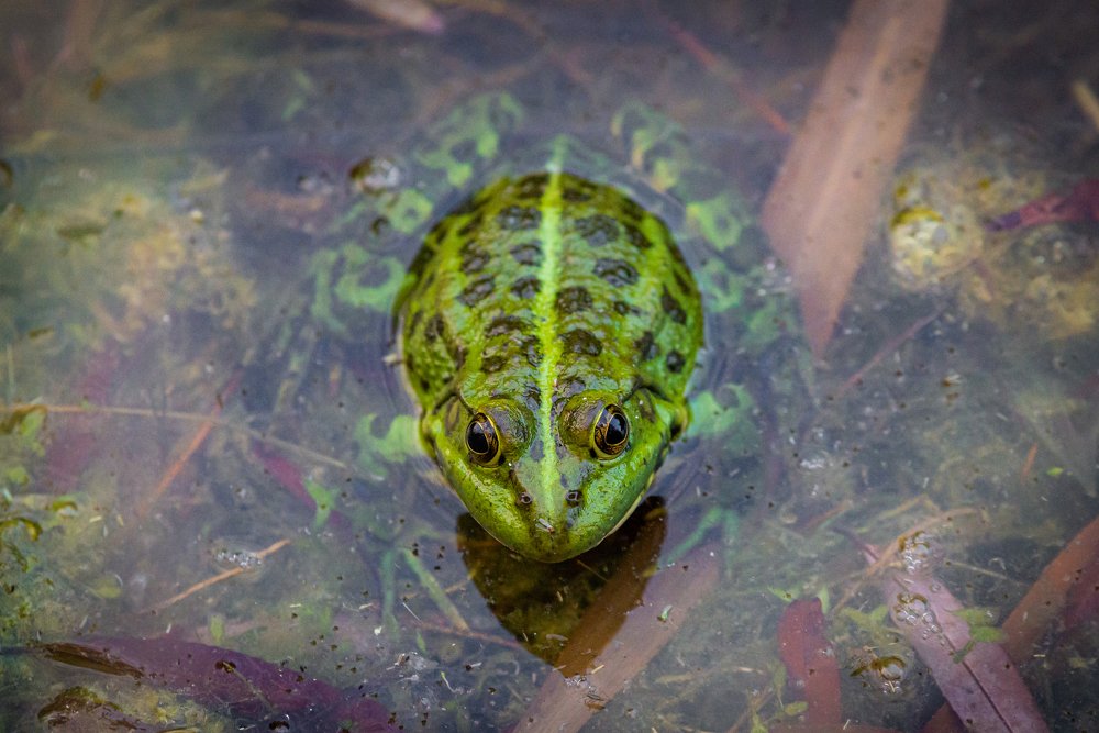 Photograph by Михаил Гнатковский