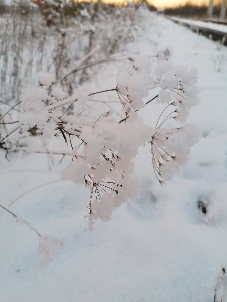 Зимние цветы Урала.
