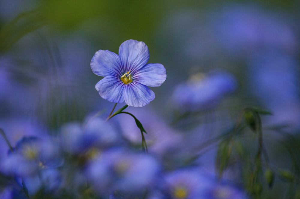 Льняной минимализм.