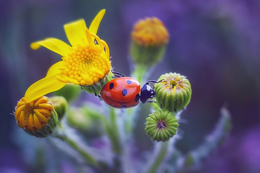 Пятнистый мостик :)