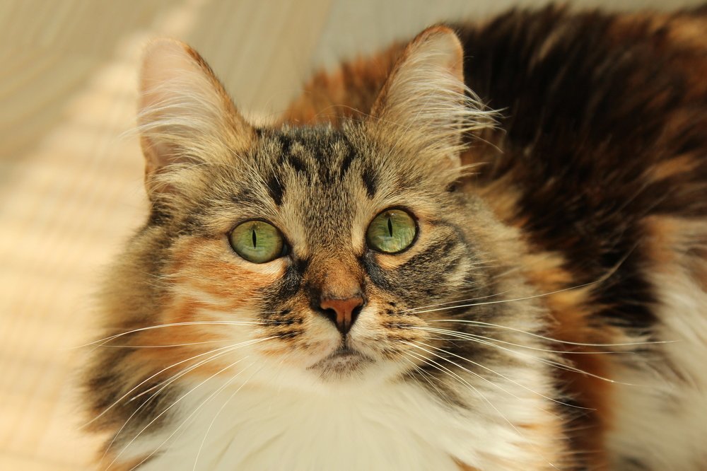 Зелёные глаза