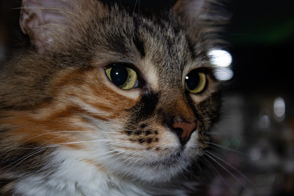 Сонины глаза