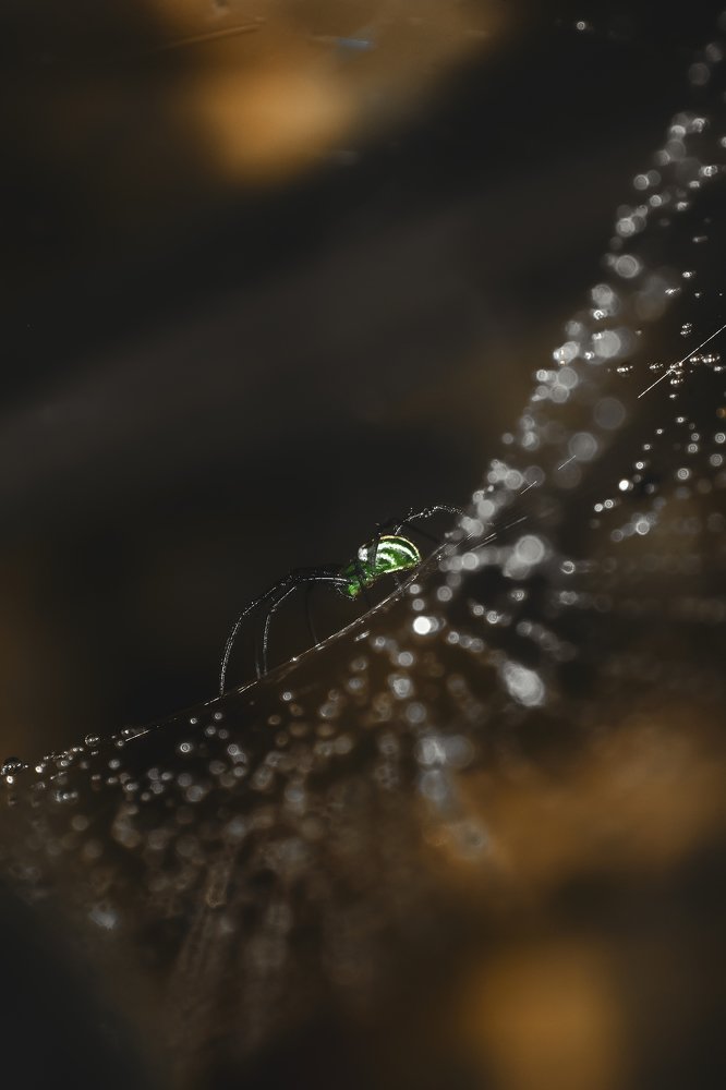 web spider stay to pray