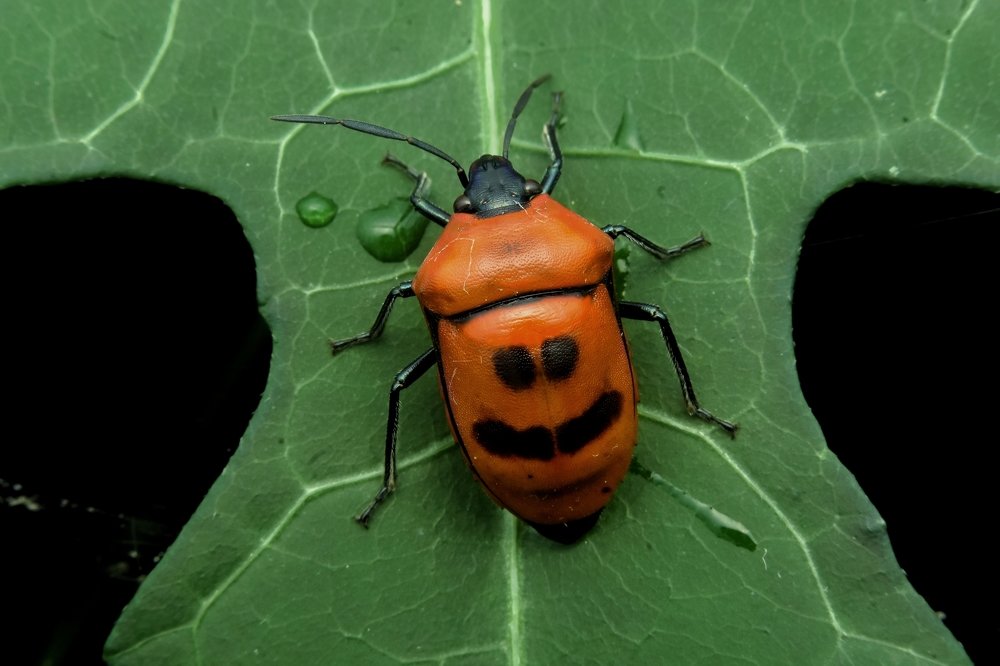 Photograph by sepni juhansah