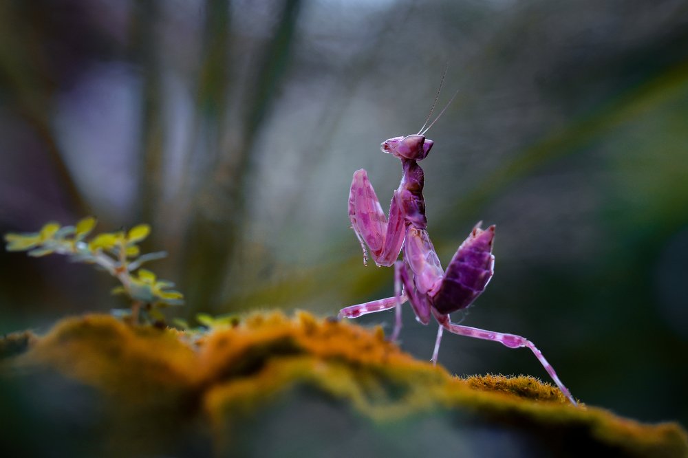 Photograph by sepni juhansah