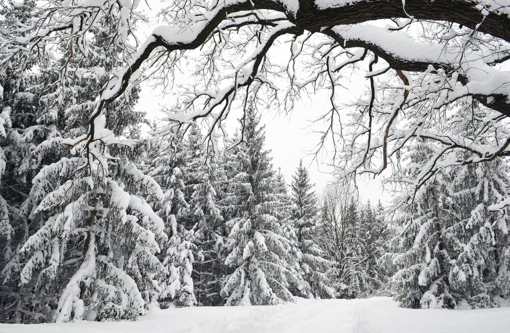 Photograph by Marina