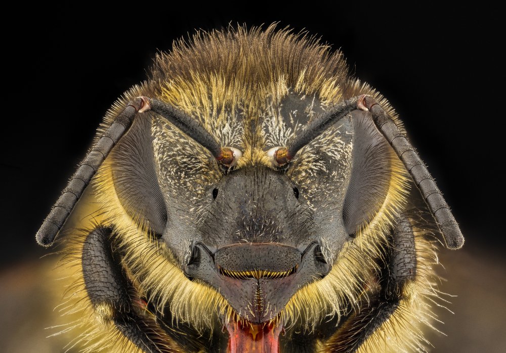 Bee