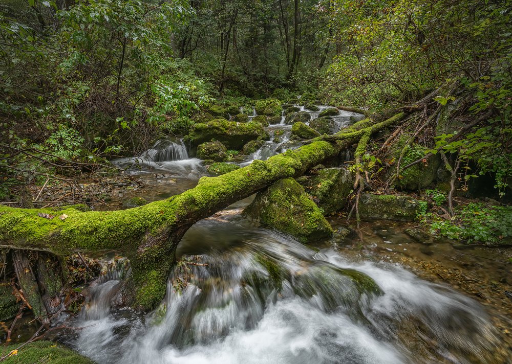 Царство мхов.