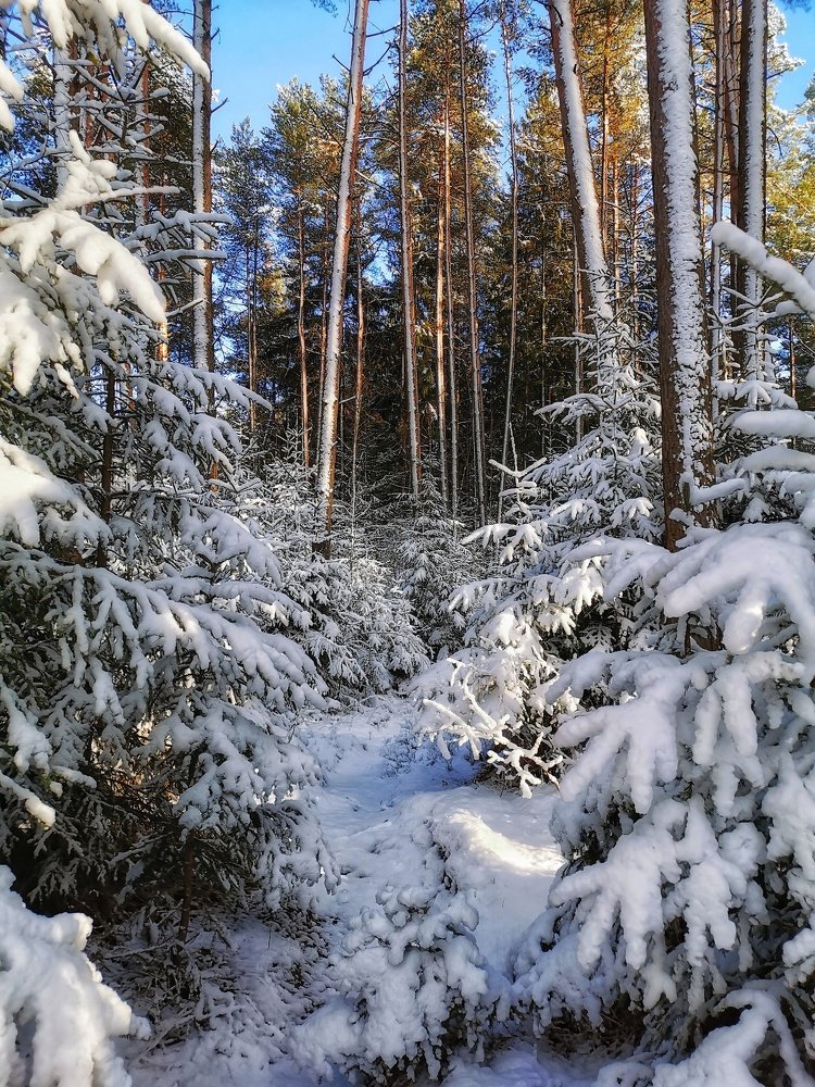 лесная сказка