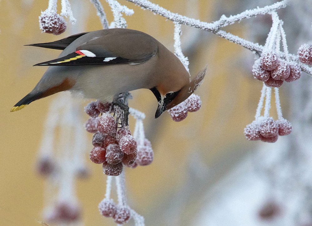 Морозное утро. Свиристель.