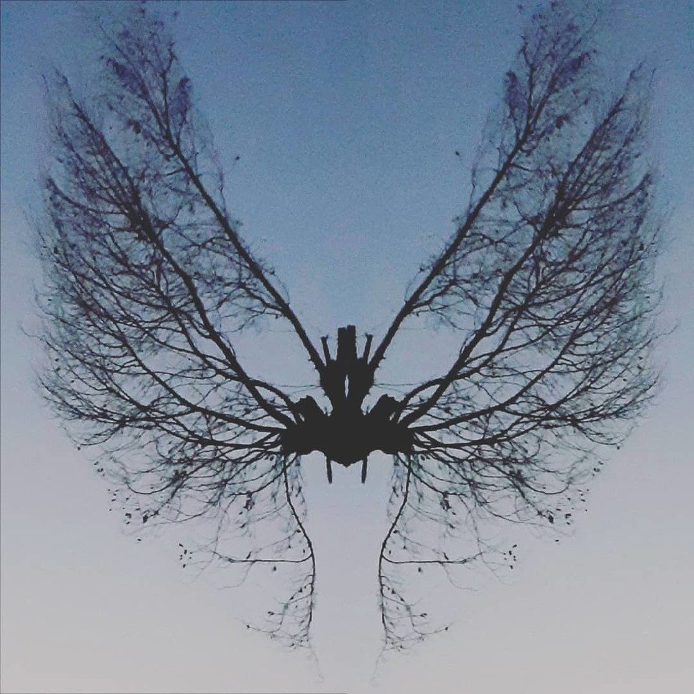 The Butterfly