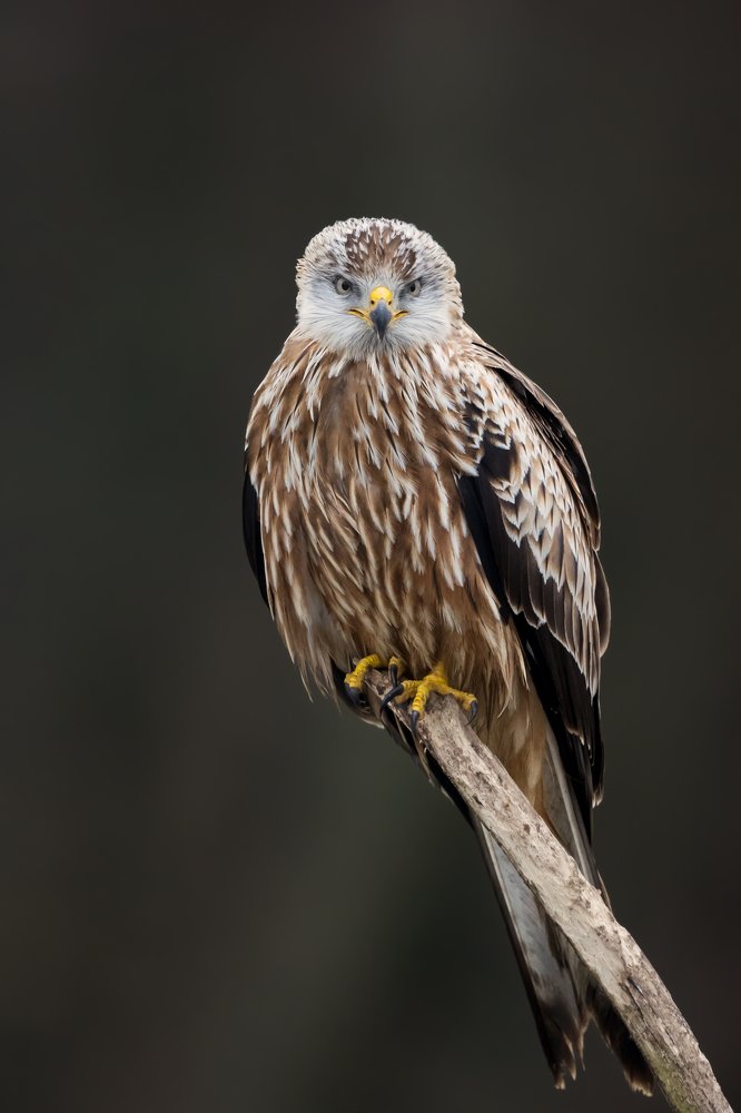 Photograph by Carsten Thamdrup Lund