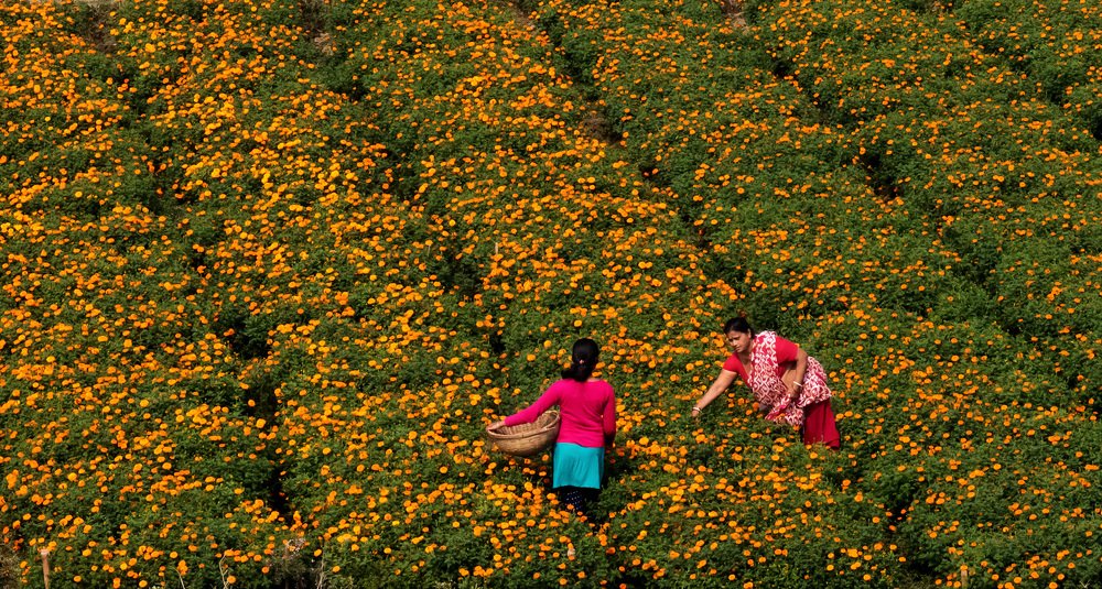 Valley of flowers
