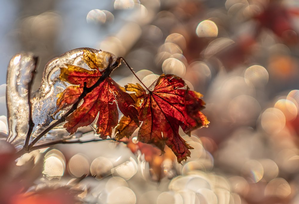 Фотография автора Ольга Мусиенко