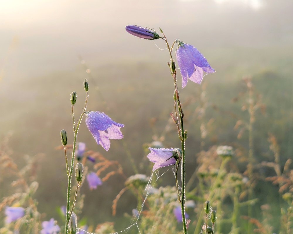 Photograph by Светлана Кондрашова