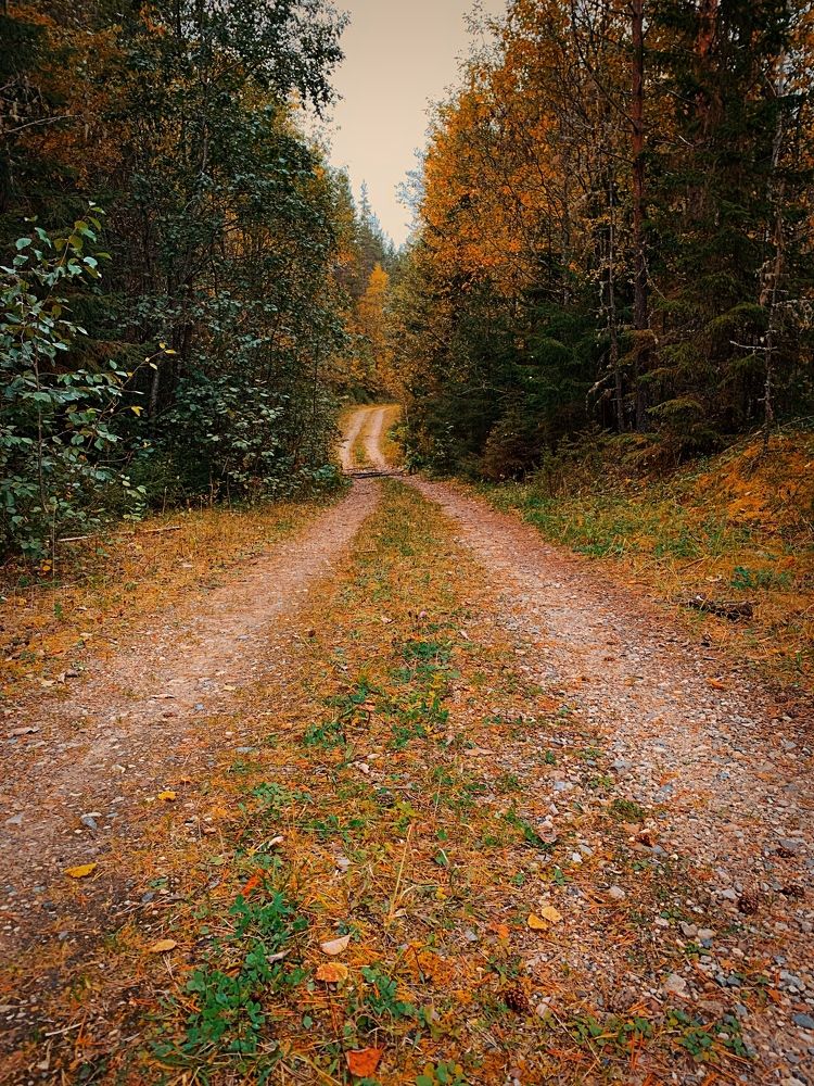 Лесная тропинка.