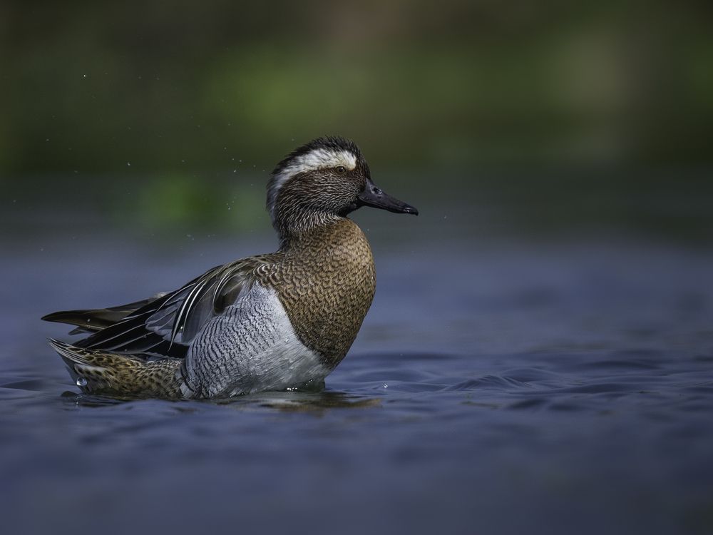 Photograph by ANINDITA MUHURI