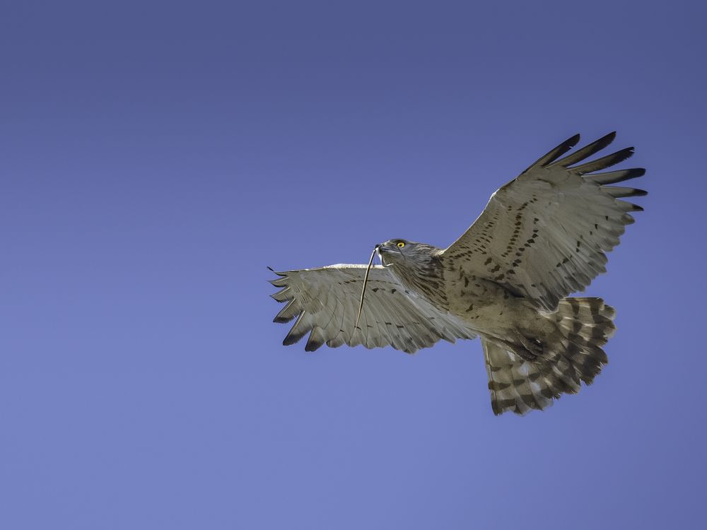 Photograph by ANINDITA MUHURI