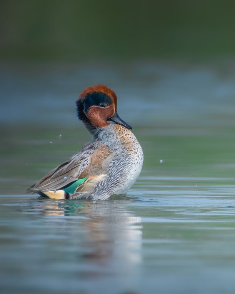 Photograph by ANINDITA MUHURI