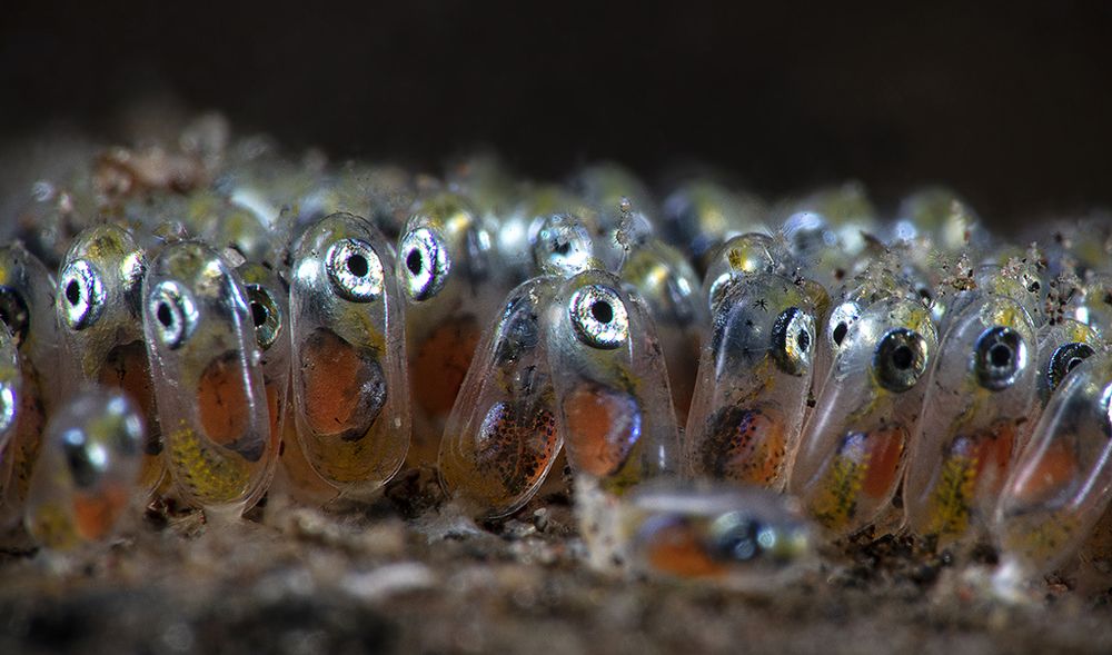 The new generation of anemon fish