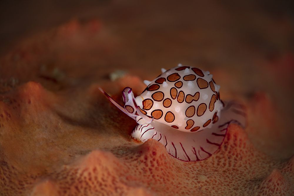 Cowrie (Diminovula margarita)