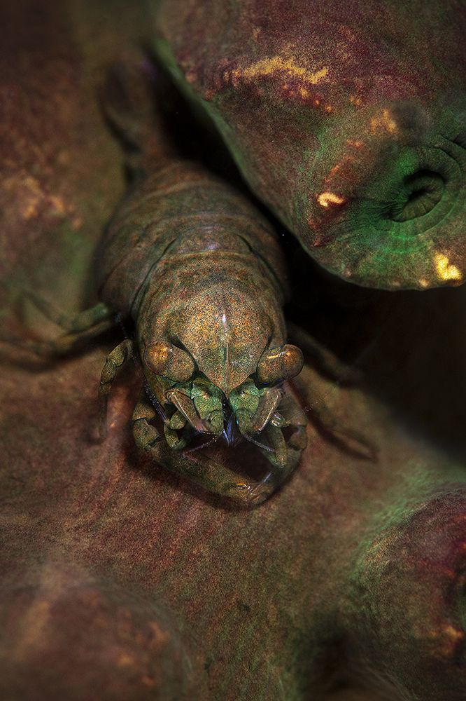 Commensal Shrimp (Pontonides maldivensis)