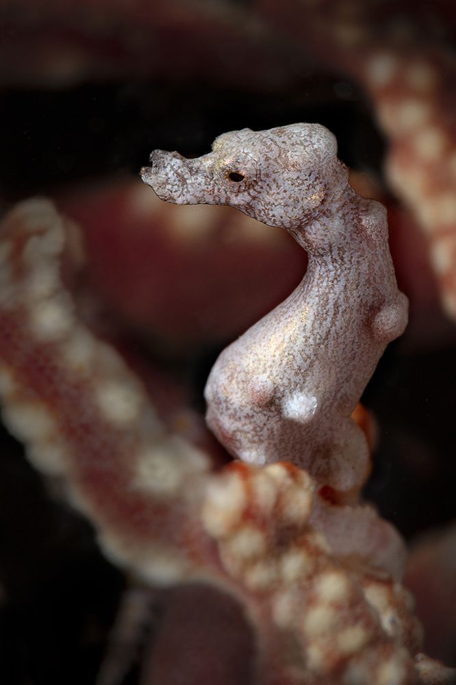 Denise's pygmy seahorse (Hippocampus denise)