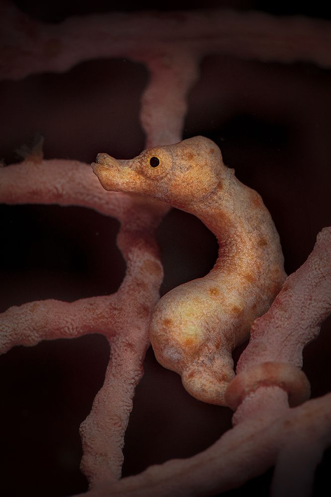 Denise's pygmy seahorse (Hippocampus denise)