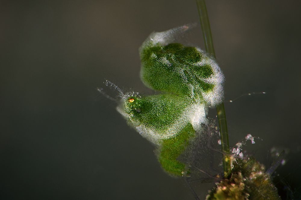 Tiny Green Hairy Shrimp (Phycocaris sp.)
