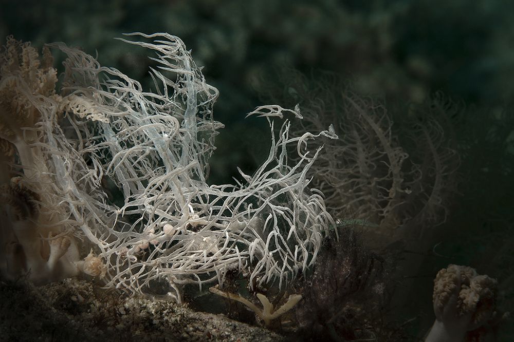 Nudibranch Melibe colemani