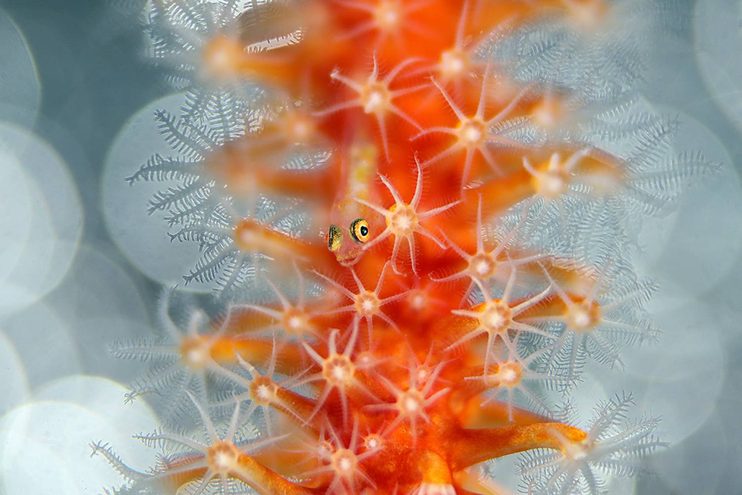 Tiny goby  on the coral