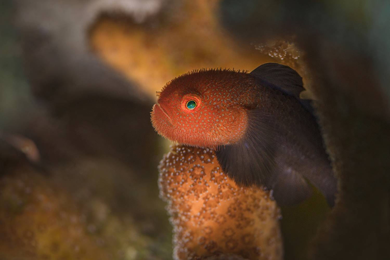 Redhead Stylophora Goby (Paragobiodon echinocephalus)