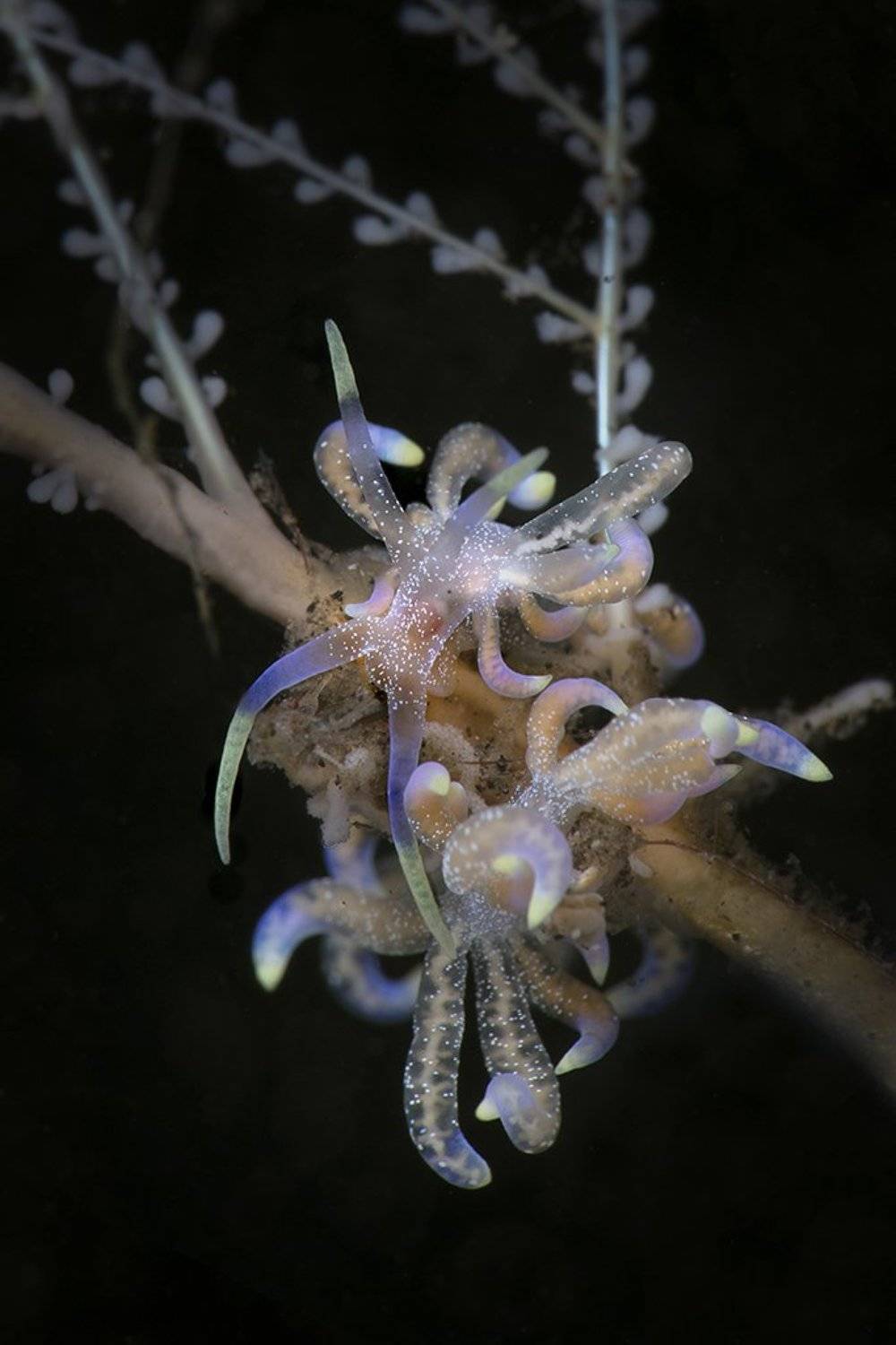 Nudibranch Phyllodesmium poindimiei