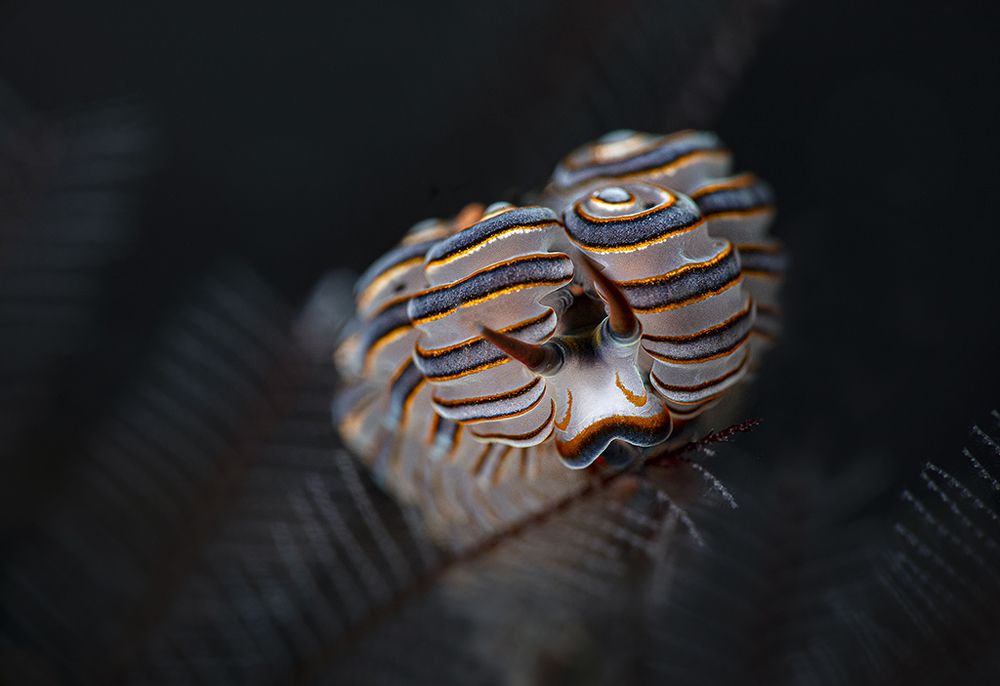 Nudibranch Doto greenamyeri