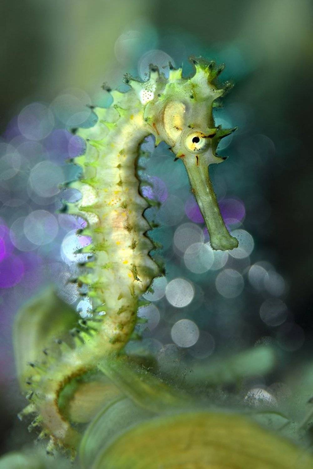 Seahorse (Hippocampus histrix)