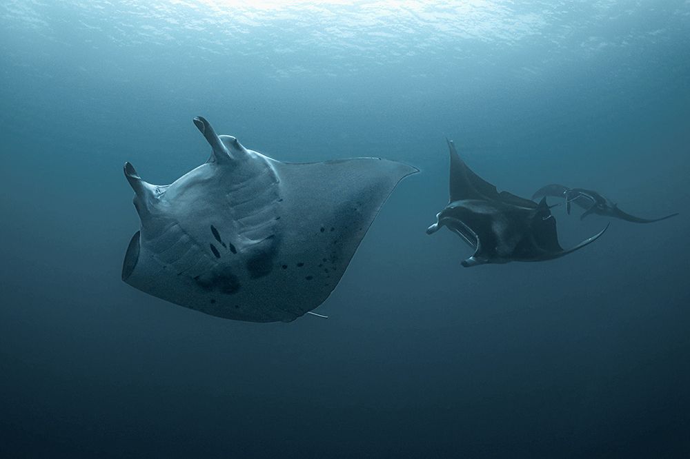 Manta Rays' dance in the blue of the Indian Ocean