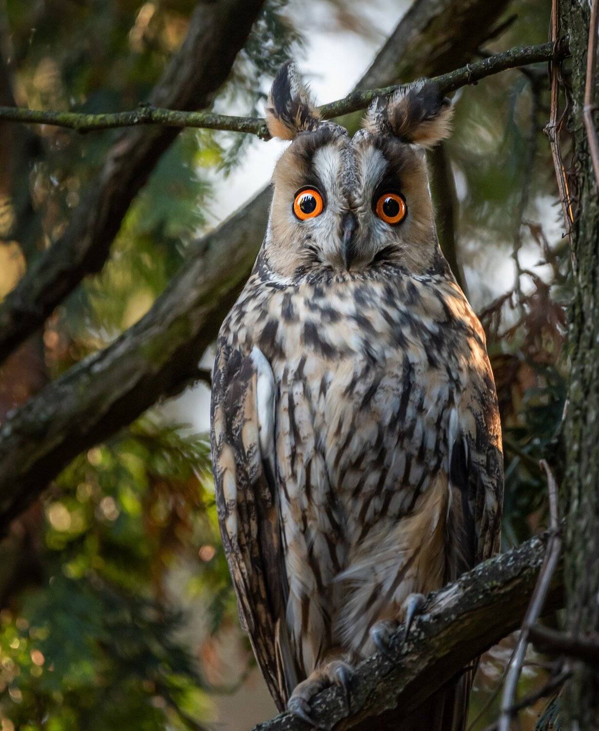 Long-eared owl.