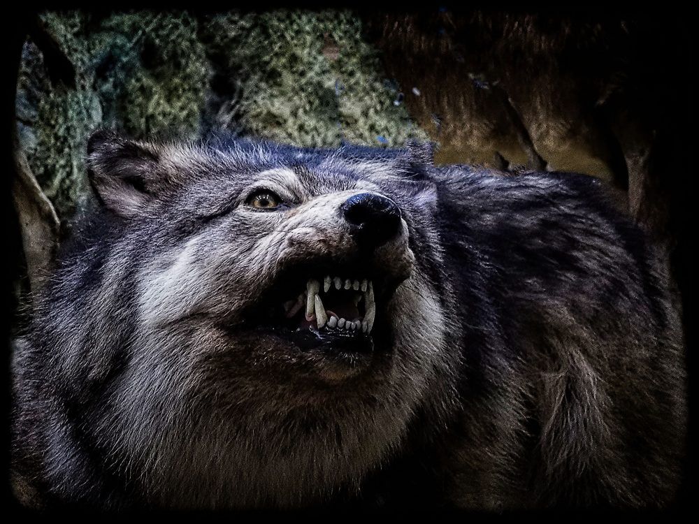 Photograph by Sandor Zoltan Gal