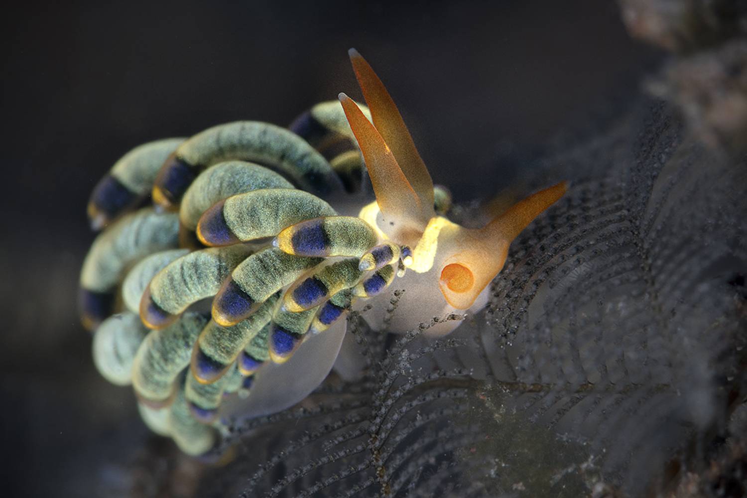 Nudibranch Trinchesia sp.