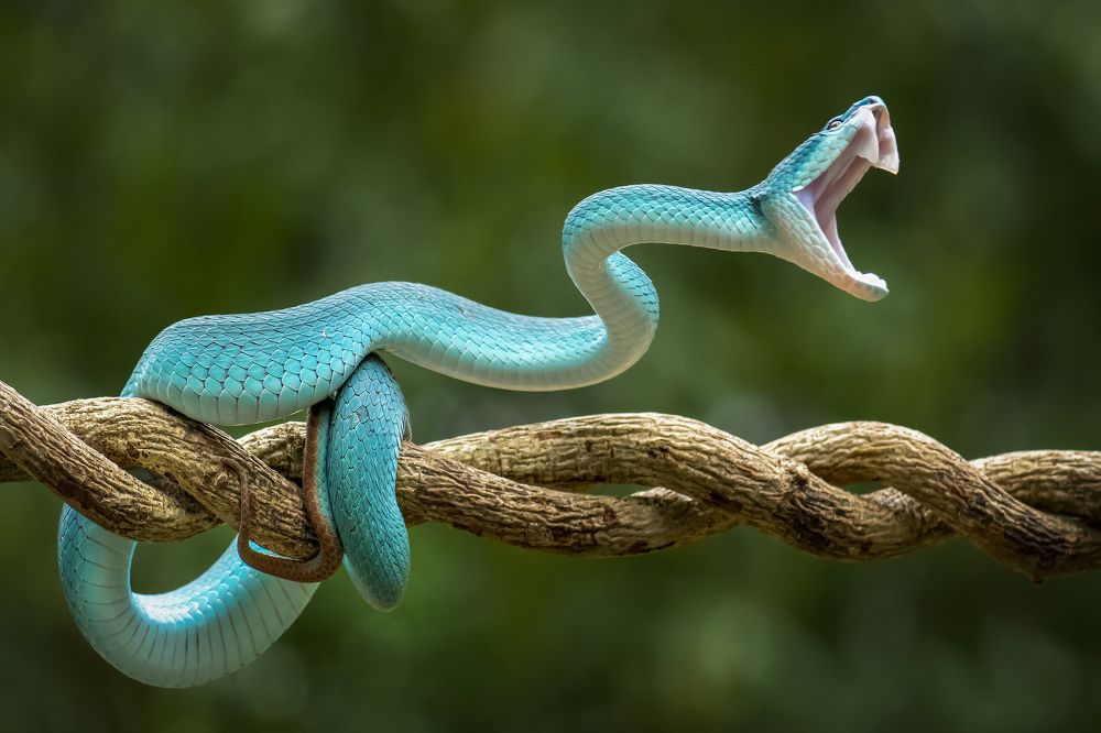 Blue viper on attack