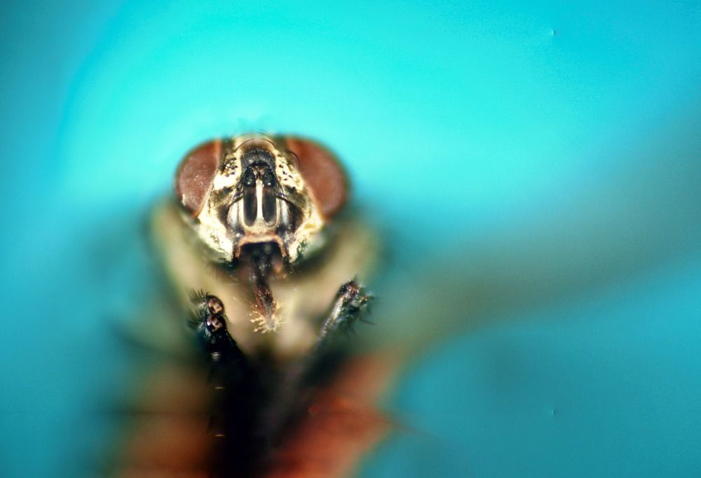 Fly Macro- Supermacro