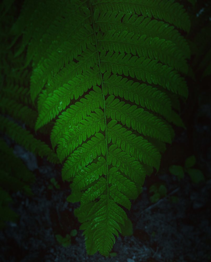 Photograph by Sayan Khan