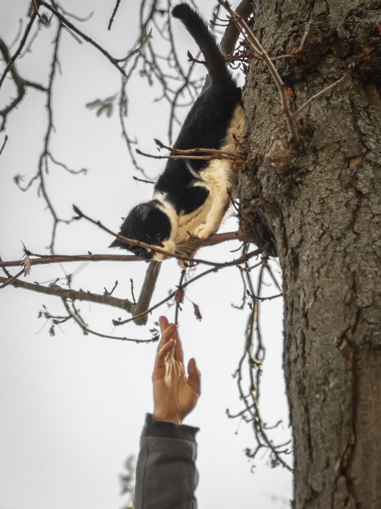 Уличный котенок