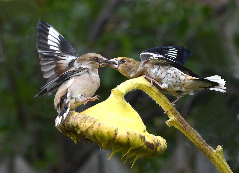 Бои местного значения.