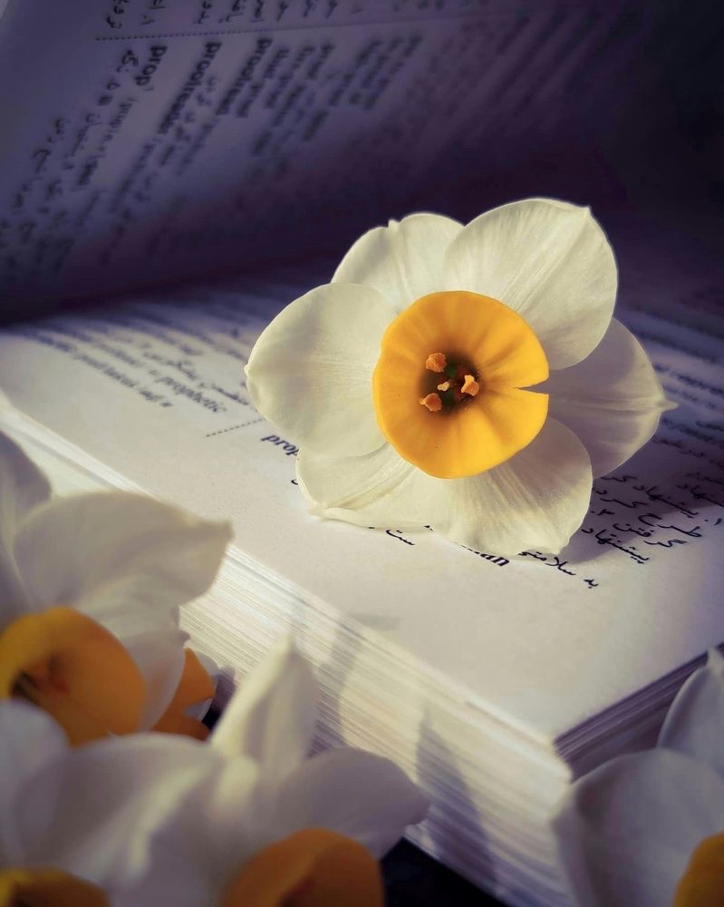 Photograph by Soleimani