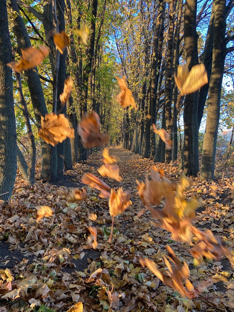 Autumn in the Botanical Garden