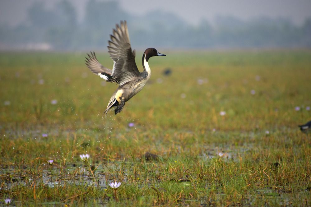 Photograph by LALUPRASAD SENAPATI