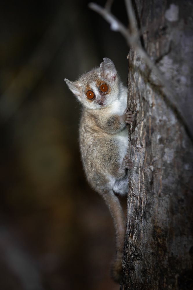 Мышиный лемур